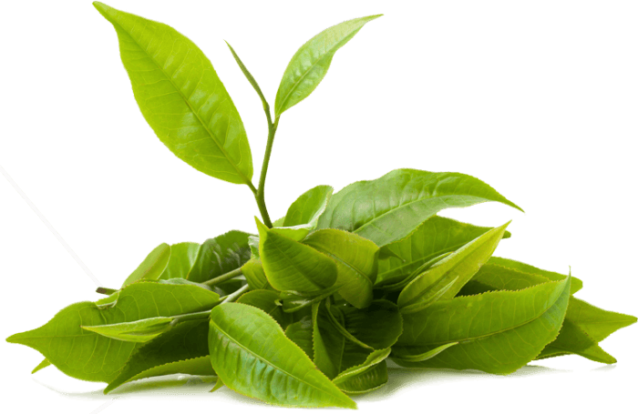 Fresh Tea Leaves - 50 Acres Premium Ceylon Tea Store