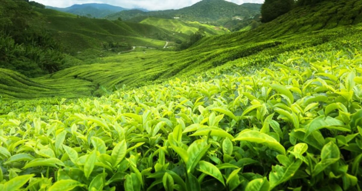 ceylon tea leaves state